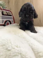 Puppy #2, a female Cocker Spaniel for sale in Charlotte, NC – Photo 7 of 8