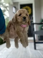 Pink Collard Girl#1, a female Cockapoo for sale in Charlotte, NC – 2 of 9