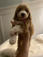 Pink Collar , a female Cockapoo for sale in Charlotte, NC – 2 of 10