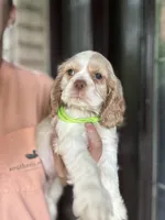 AKC American Cocker Spaniel Boy # 2, a male Cocker Spaniel for sale in Charlotte, NC – 3 of 5