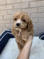 Cockapoo  # 1, a female Cockapoo for sale in Charlotte, NC – Photo 4 of 8