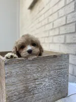 Cockapoo  # 1, a female Cockapoo for sale in Charlotte, NC – Photo 2 of 8