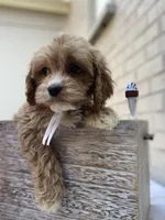 Cockapoo  # 1, a female Cockapoo for sale in Charlotte, NC – Photo 3 of 8