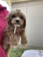 Cockapoo  # 1, a female Cockapoo for sale in Charlotte, NC – Photo 5 of 8