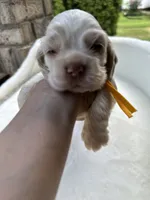 AKC American Cocker Spaniel Boy #2, a male Cocker Spaniel for sale in Charlotte, NC – 2 of 8