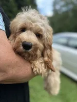 Cockapoo Boy, a female Cockapoo for sale in Charlotte, NC – 4 of 8