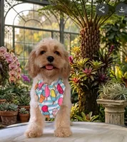 Mini- Cockapoo Girl, a female Cockapoo for sale in Charlotte, NC – 1 of 2