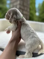 AKC American Cocker Spaniel Boy #1, a male Cocker Spaniel for sale in Charlotte, NC – 4 of 6
