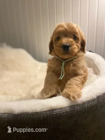 Sky- Blue Collar  – Cockapoo puppy for sale in Charlotte, NC