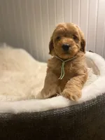 Sky- Blue Collar , a female Cockapoo for sale in Charlotte, NC – 1 of 10