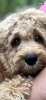 Cockapoo Boy, a male Cockapoo for sale in Charlotte, NC – 2 of 6