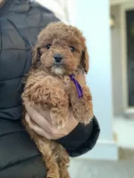 processed/5f876b8d-ea12-42eb-a338-d8adb55abeeb/listing/b7fa17b8-0cc1-4e63-9ca0-97067ca60038/231c0b08-d424-49d8-8132-8f2f0c753a5a