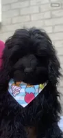 Solid black Cockapoo , a female Cockapoo for sale in Charlotte, NC – Photo 7 of 8