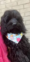Solid black Cockapoo , a female Cockapoo for sale in Charlotte, NC – Photo 5 of 8