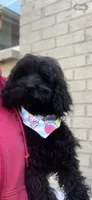 Solid black Cockapoo , a female Cockapoo for sale in Charlotte, NC – Photo 3 of 8