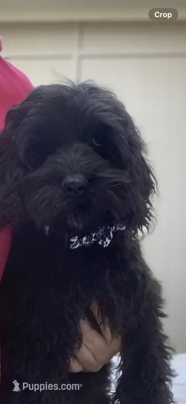 Solid black Cockapoo 