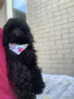 Solid black Cockapoo , a female Cockapoo for sale in Charlotte, NC – Photo 1 of 8