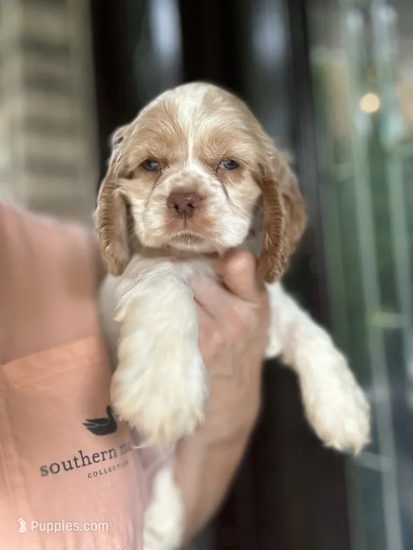 AKC American Cocker Spaniel Girl #2 – Cocker Spaniel puppy for sale in Charlotte, NC