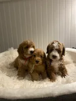 Pink Collar , a female Cockapoo for sale in Charlotte, NC – 7 of 10