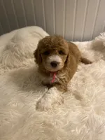 Pink Collar , a female Cockapoo for sale in Charlotte, NC – 4 of 10