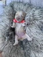 Cockapoo Girl#1, a female Cockapoo for sale in Charlotte, NC – Photo 4 of 10