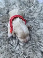 Cockapoo Girl#1, a female Cockapoo for sale in Charlotte, NC – Photo 7 of 10