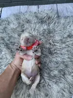 Cockapoo Girl#1, a female Cockapoo for sale in Charlotte, NC – Photo 9 of 10