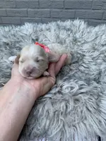 Cockapoo Girl#1, a female Cockapoo for sale in Charlotte, NC – Photo 3 of 10
