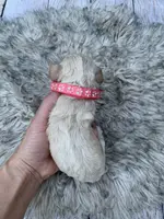 Cockapoo Girl#1, a female Cockapoo for sale in Charlotte, NC – Photo 8 of 10