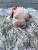 Cockapoo Girl#1, a female Cockapoo for sale in Charlotte, NC – Photo 5 of 10