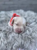 Cockapoo Girl#1, a female Cockapoo for sale in Charlotte, NC – Photo 1 of 10