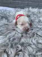 Cockapoo Girl#1, a female Cockapoo for sale in Charlotte, NC – Photo 2 of 10