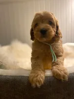 Sky- Blue Collar , a female Cockapoo for sale in Charlotte, NC – 5 of 10