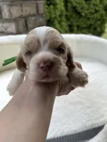 AKC American Cocker Spaniel Boy #1, a male Cocker Spaniel for sale in Charlotte, NC – 5 of 6