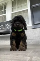 Cockapoo Boy#3, a male Cockapoo for sale in Charlotte, NC – Photo 9 of 10