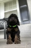 Cockapoo Boy#3, a male Cockapoo for sale in Charlotte, NC – Photo 4 of 10