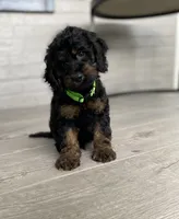 Cockapoo Boy#3, a male Cockapoo for sale in Charlotte, NC – Photo 6 of 10