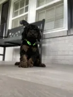 Cockapoo Boy#3, a male Cockapoo for sale in Charlotte, NC – Photo 10 of 10