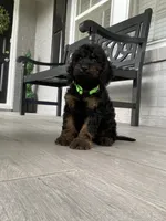 Cockapoo Boy#3, a male Cockapoo for sale in Charlotte, NC – Photo 7 of 10