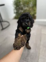 Cockapoo Boy#3, a male Cockapoo for sale in Charlotte, NC – Photo 2 of 10