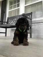 Cockapoo Boy#3, a male Cockapoo for sale in Charlotte, NC – Photo 5 of 10