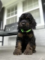 Cockapoo Boy#3, a male Cockapoo for sale in Charlotte, NC – Photo 3 of 10