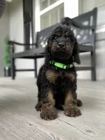Cockapoo Boy#3, a male Cockapoo for sale in Charlotte, NC – Photo 8 of 10