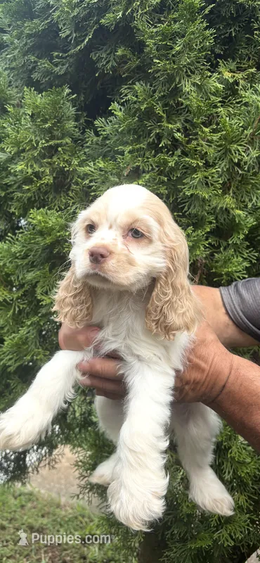 American Cocker Spaniel Boy #1 – Cocker Spaniel puppy for sale in Charlotte, NC
