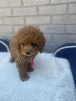 Cockapoo Girl #1, a female Cockapoo for sale in Charlotte, NC – Photo 4 of 10