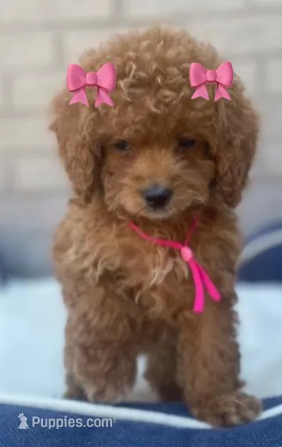 Cockapoo Girl 