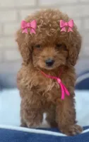 Cockapoo Girl #1, a female Cockapoo for sale in Charlotte, NC – Photo 3 of 10
