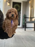 processed/5f876b8d-ea12-42eb-a338-d8adb55abeeb/listing/c6f0df59-247e-46b9-8e29-8d7b5fa04d28/50d7b281-3487-497d-832a-8485bbdfafe4