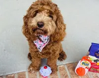 Cockapoo Girl #1, a female Cockapoo for sale in Charlotte, NC – Photo 8 of 10