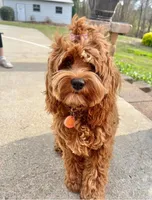 Cockapoo Girl #1, a female Cockapoo for sale in Charlotte, NC – Photo 7 of 10